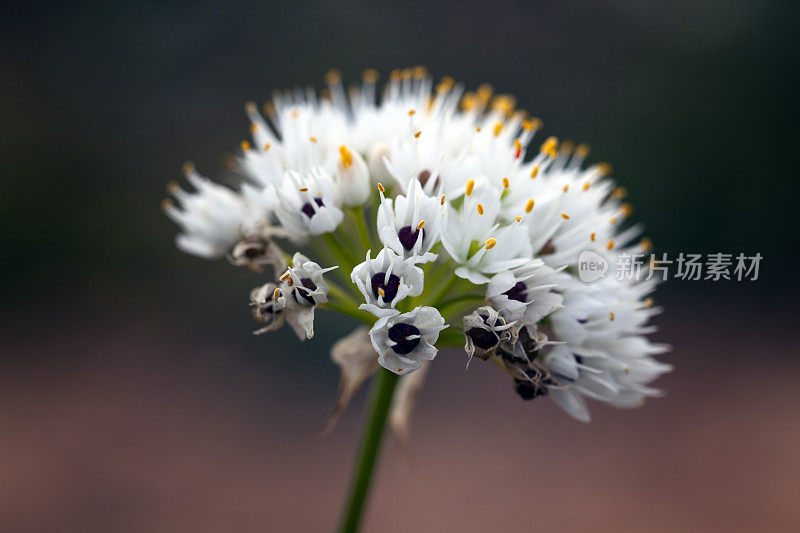 野生花(Allium subvillosum)，西班牙马略卡岛